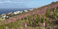Oh, the pinkness of it all! Photographer: Chris Heymans