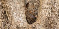 Mottled Wood Owl, feeling safe. Photographer: Dr Ranjan Sakar