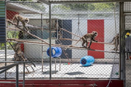 Endangered monkeys on death row — the multibillion-rand industry that profits from primate pain