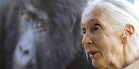 British primatologist Dr Jane Goodall during an interview after her lecture titled Reason for Hope in Nairobi, Kenya, on 26 January 2013. (Photo: Dai Kurokawa / EPA)