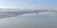 Dog heaven on earth - on Bloubergstrand. Photo: Roodt Griesel<br>
