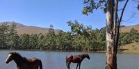 In addition to a traditional Swazi village, Shiyalungubo houses a collection of 45 or so modern former urbanites who live off grid with small-scale gardening, rainwater tanks, solar panels and horses. (Photo: Peterson Toscano)