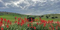 Cloudy Eastern Cape Countryside PhotographerJames Loughor-Clarke