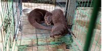 Otters in a captive breeding farm in Malang, Indonesia.(Photo: World Animal Protection)