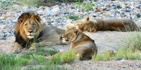 Lions in Selati Game Reserve. (Photo: Supplied)