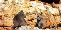 Cape Town’s baboon crisis a last-chance conservation opportunity — fund coexistence before captivity