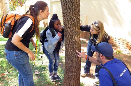 Three years on, the shot-hole borer continues to eat away at SA’s trees