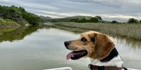  It’s a dog’s life. Boating on the Kasouga Lagoon, Eastern Cape<br>Image: Lynley Clarke