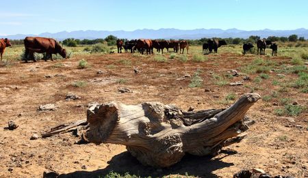 Is it really about land reform?