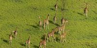 Survey flights photographed giraffes present in southern Badingilo, north of Boma and in restricted areas near the Sobat River. (Photo: © Marcus Westberg)