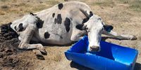 Cows were left without food, water or veterinary care. (Photo: NSPCA)