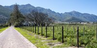 The view from the farm gates up the brick drive lined by 54 rose bushes, with views of the mountains and the Franschhoek township on the slopes behind. (Photo: Patrick Heathcock)