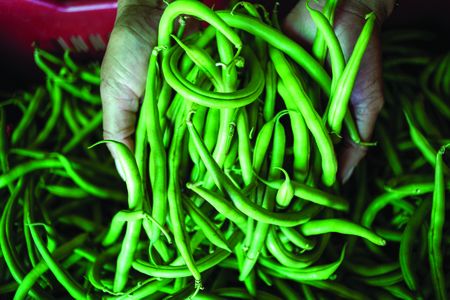 Former corporate executive invests in a green treasure trove