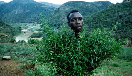 GroundUp: Understanding Judge Davis’s dope judgment