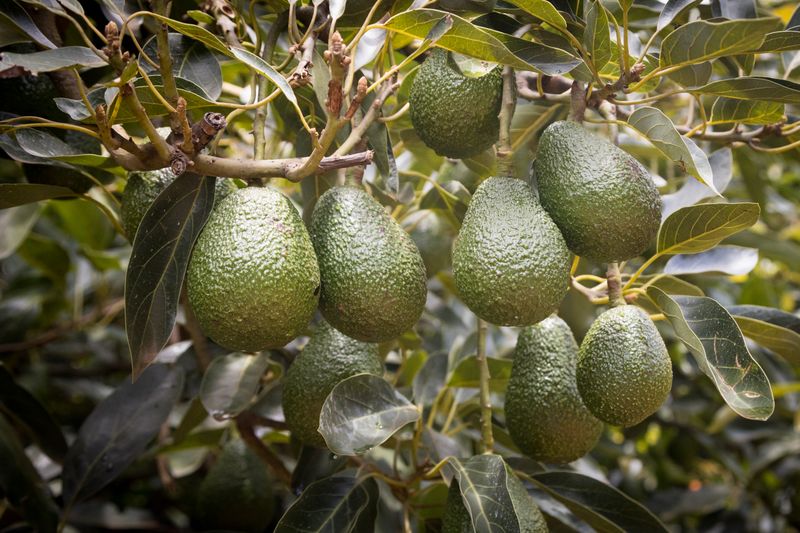 The right months for eating avos? Any time you like