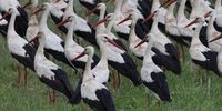  Migrating White Storks (Ciconia ciconia) in a field, a key stopover site for migratory birds near the West Bank city of Jenin, 10 April 2025. White Storks typically search for food on the ground, among low vegetation, or in shallow water. These long-distance migrating birds winter in Africa and travel between Europe and Africa, generally avoiding crossing the Mediterranean Sea.  EPA-EFE/ALAA BADARNEH
