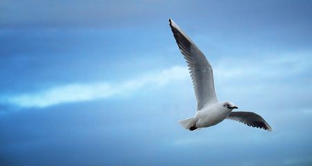 The real world of NED and Freedom House