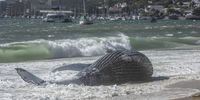 A view of a Humpback Whale that breached at Long Beach in Simon's Town on October 15, 2024 in Cape Town, South Africa. Every year between June and December, southern right and humpback whales can be seen along the south coast from Cape Town to Mossel Bay. During this period, both species are frequently seen with calves, as they use South African waters for calving and rearing their young. (Photo by Gallo Images/Brenton Geach)