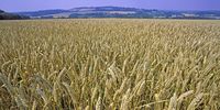 Loaded for Bear: SA wheat farming may be on the brink of collapse — what can be done?