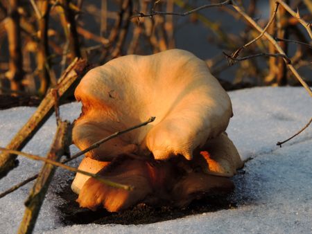 Adzuki, Wakame, Ube and Maitake: Charting a new way to eat