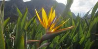 Bird of Paradise - Strlitzia Reginae. Photographer: Anne Rogerss 