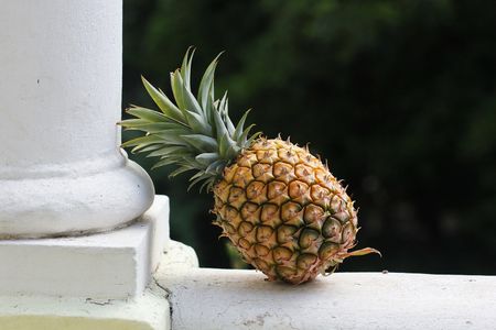 Pineapple culture, rusky business, old-school kitchen devices and an offbeat Book of Wisdoms