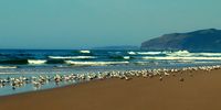 Terns on uMgazi beach. Photographer: Barry Payne