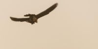 The lanner falcon flies off, with supper held in its talons. (Photo: Gerhard van Rooyen)