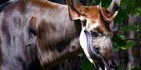 Gorgeous African ‘unicorn’ slipping off the conservation radar