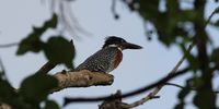 A gorgeous Giant Kingfisher. Sabie River. Photographer: Jackie Campbell 