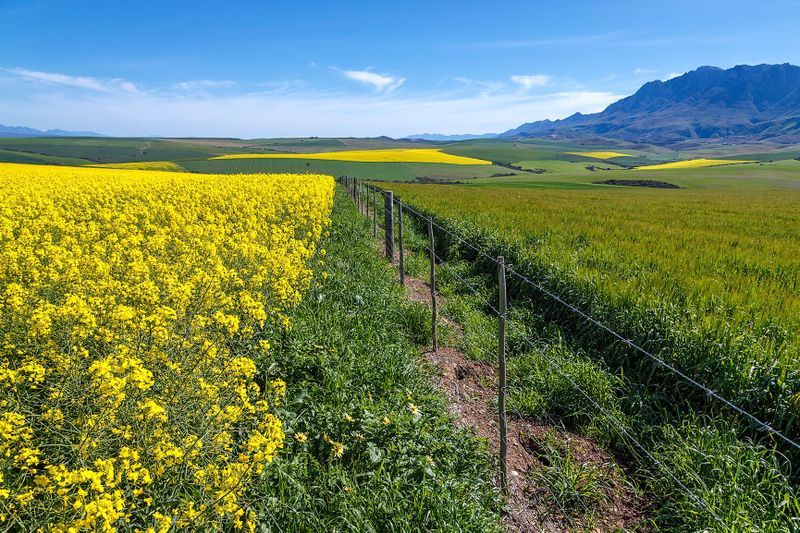 Bread & Wine: What’s the future of wheat and wine farming? (Part Six)