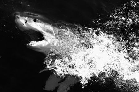 South Africa’s great white sharks are changing locations – they need to be monitored for beach safety and conservation