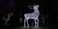An illuminated reindeer at the Johannesburg Zoo, Festival of Lights in Gauteng, South Africa. 15 December 2020. (Photo: Shiraaz Mohamed)