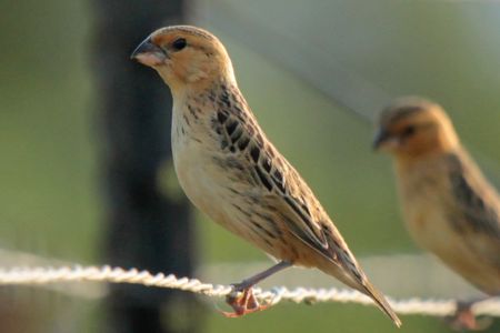 Scientists crack the mystery of how the cuckoo finch gets other birds to raise its brood