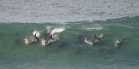 Dolphins riding the waves. Photographer: Gaby Gramm