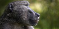 Killing entire troops of Cape baboons is once again a very real threat despite 25 years of hard effort