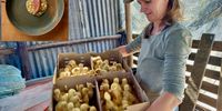 Vanessa with day-old Pekin ducks about to go into their Gerald-the-cat-proof brooding house (Photo: Wanda Hennig); inset, a Vanessa’s duck dish with peaches and African grains from Chef Johannes Richter at The LivingRoom. (Photo: JoNo Nienaber)<br>