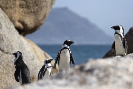 African penguins endangered by shipping noise in Algoa Bay, scientific report finds