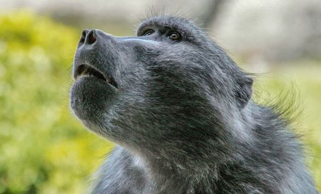 ‘Beloved’ Simon’s Town baboon euthanised, X-rays reveal several bullet wounds