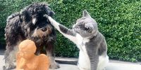 Schnauzi and Earl Grey’s brotherly love. Photographer: Chris von Ulmenstein