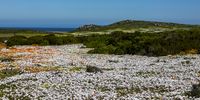 The magical natural phenomenon where fields of flowers appears out of dry conditions of the West Coast National Park on August 26, 2020 in Postberg, South Africa. Image: Gallo Images / Jacques Stander