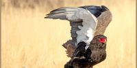 Bateleur, Kgalagadi National Park.