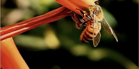 Nature’s alchemist. Photographer: Simon Gill</p>
<p>Screenshot 2025-06-20 at 17.07.59