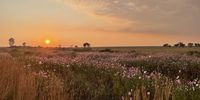 Early morning cycling sunrise with Cosmos full in bloom. iPhone photo. Photographer: Jaco Steyn