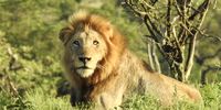 No better way than receiving stunning pictures from best friend Rory Klemp while escaping into the Kruger bush during the dying days of our devastating 2nd Covid wave. A reminder that there is nothing more majestic than nature and if natural immunity isn’t feasible, the newly arrived vaccine may be the next best way to survive the madness this Pandemic has unleashed. </p>
<p>Pic taken in Kruger by Rory Charles Klemp on Sunday - the day the plane took off from Mumbai to OR Tambo to deliver our 1st vaccine batch. 