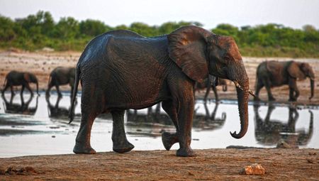 amaBhungane: Threat to Africa’s elephants a headache for CoP17