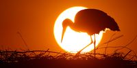 A white stork (Ciconia ciconia) stands in its horst during sunset near Philippsburg, Germany, 19 March 2020. According to weather forecasts, the next days are expected to see temperatures of up to some 20 degrees Celsius across the southwestern parts of Germany.  EPA-EFE/RONALD WITTEK