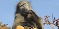 Call to halt proposed removal of Cape Peninsula baboons a rallying cry for a more compassionate approach