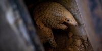 A pangolin at a Wildlife rescue center on June 22, 2020 in Cuc Phuong National Park, Ninh Binh Province, Vietnam. (Photo by Linh Pham/Getty Images)