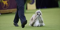 Luke Ehricht and his dog Comet the Shih Tzu, winner of the Toy Group, celebrate during the 149th Annual Westminster Kennel Club Dog Show – Junior Showmanship, Group Judging (Sporting, Working, Terrier) + Best in Show at Madison Square Garden on February 11, 2025 in New York City.  (Photo by Sarah Stier/Getty Images for Westminster Kennel Club)